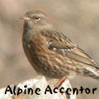 birding in spain winter birding catalonia alpine accentot photo
